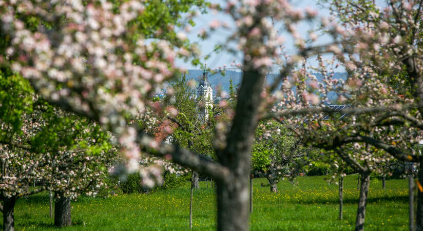 Streuobstwiesen im Süden von Neuhausen: Ein blühender Obstgarten im Frühling mit einer Kirchturmspitze im Hintergrund.